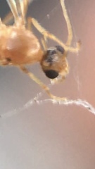 Nesomyrmex