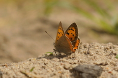 Lycaena phlaeas