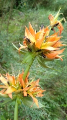 Capsodes flavomarginatus