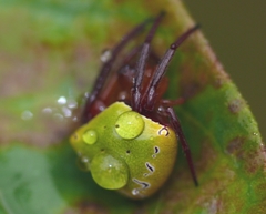 Araneus viridiventris