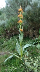 Gentiana lutea aurantiaca