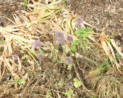 Allium aflatunense