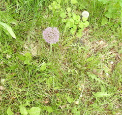 Allium aflatunense
