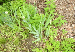 Iris × hybrida