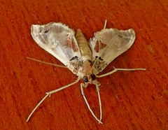 Neoleucinodes elegantalis