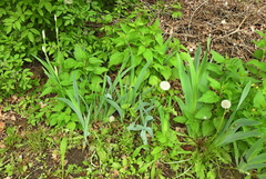 Iris × hybrida