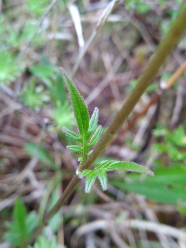 Image of Valeriana uliginosa by (c) Scott Ward, some rights reserved (CC BY)