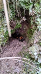 Bombus hypnorum