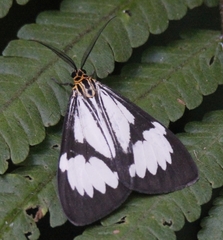 Nyctemera tripunctaria