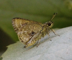 Aeromachus