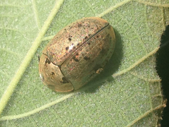 Physonota alutacea
