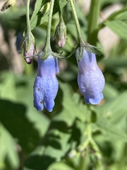 Mertensia paniculata