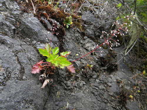 Heuchera micrantha var. diversifolia