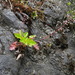 Heuchera micrantha diversifolia - Photo (c) mhays, algunos derechos reservados (CC BY-NC), uploaded by mhays