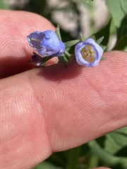 Mertensia paniculata