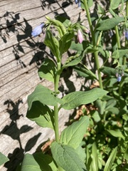 Mertensia paniculata