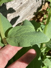 Mertensia paniculata