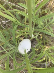 Aphrophora parallela