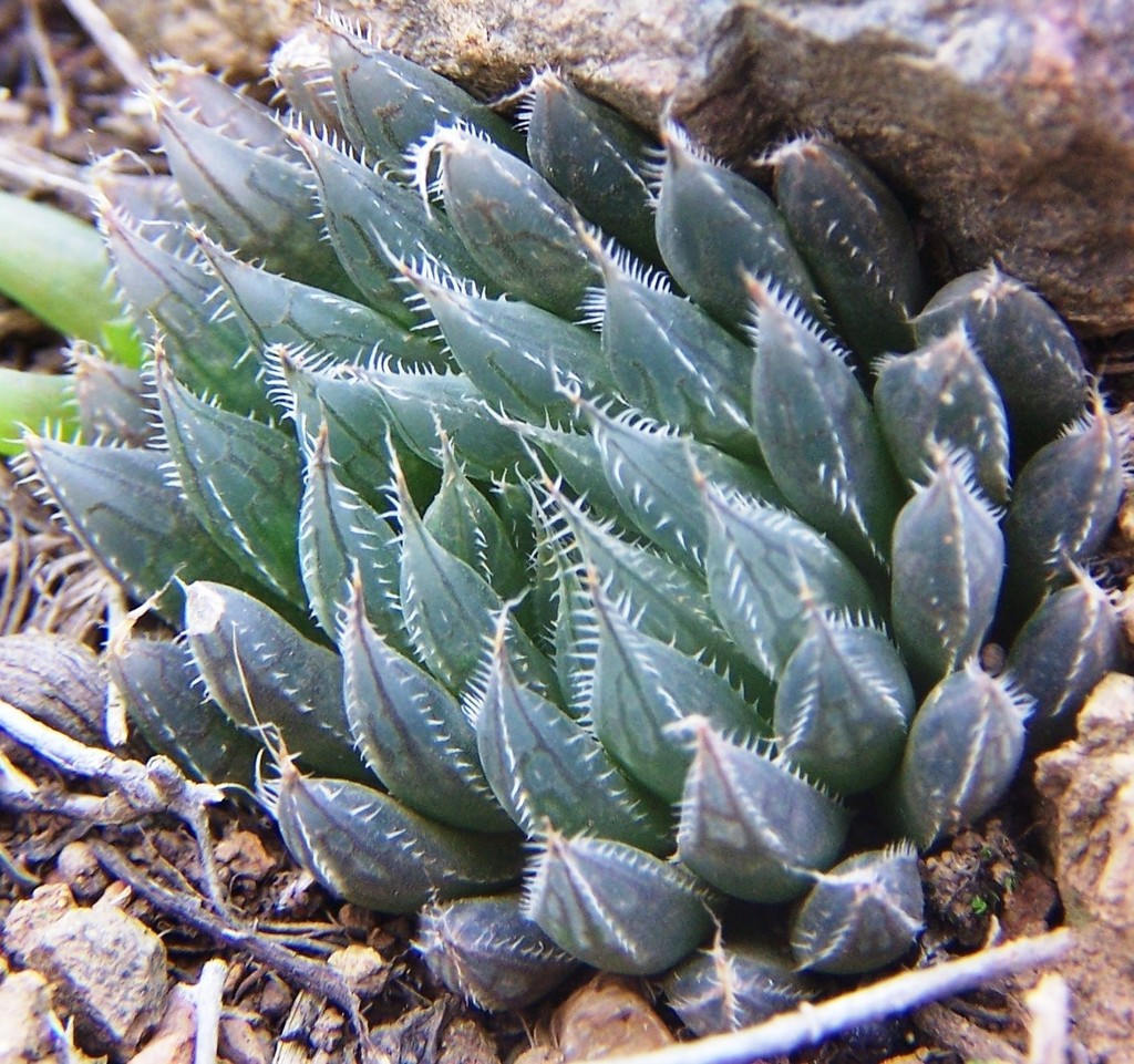 Haworthia aristata