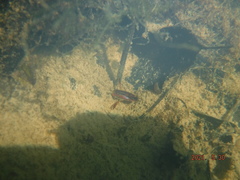 Hesperocorixa lucida