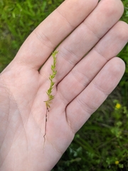 Veronica arvensis