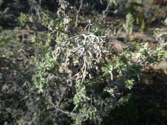 Helichrysum revolutum