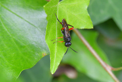 Macrophya diversipes