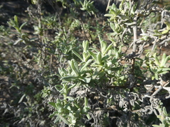 Helichrysum revolutum