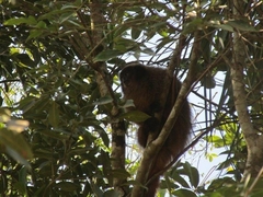 Callicebus nigrifrons