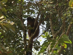 Callicebus nigrifrons
