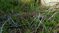 Lateristachys lateralis