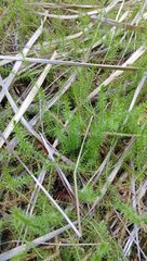 Lateristachys lateralis