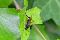 Macrophya diversipes