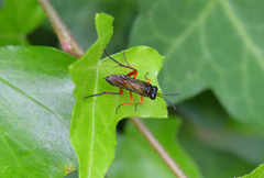 Macrophya diversipes