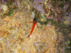 Tripterygion melanurus