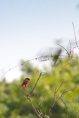 Pericrocotus brevirostris