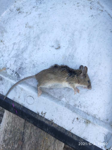 Herb Field Mouse, Высокая Гора, Респ. Татарстан, Россия, photo 10 of 10