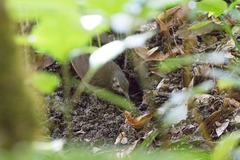 Zoothera marginata
