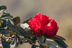 Rhododendron delavayi
