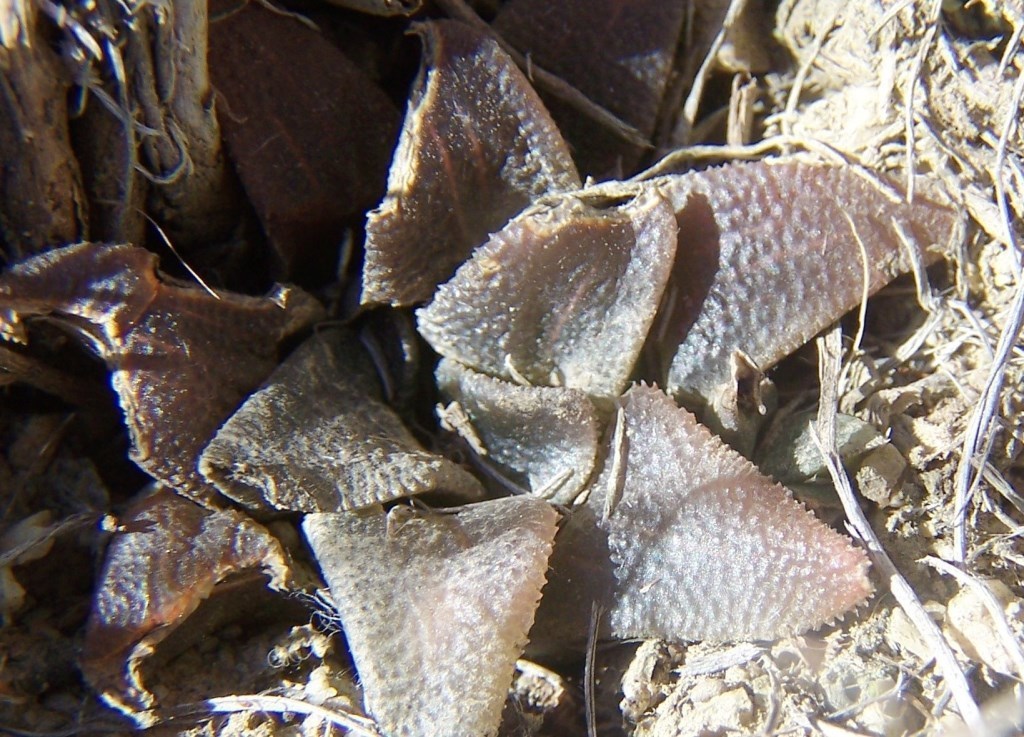Haworthia atrofusca