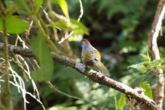 Trochalopteron melanostigma