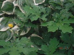 Stylophorum diphyllum