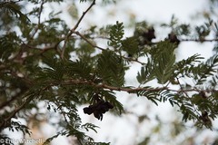 Dichrostachys cinerea