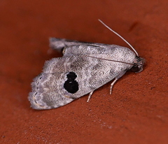 Abablemma duomaculata