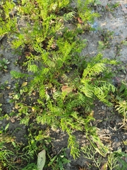 Matricaria discoidea