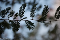 Dichrostachys cinerea