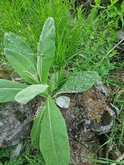 Golovinomyces verbasci