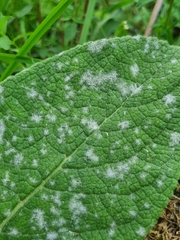 Golovinomyces verbasci
