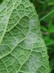 Golovinomyces verbasci
