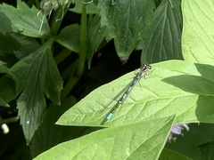 Coenagrion resolutum